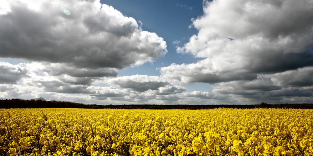 shutterstock_1007408248