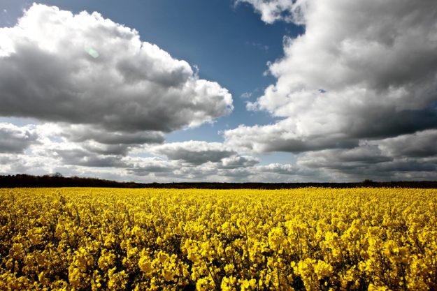 shutterstock_1007408248